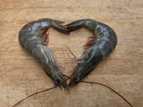 خرید میگو پرورشی سایز 120 + قیمت عمده